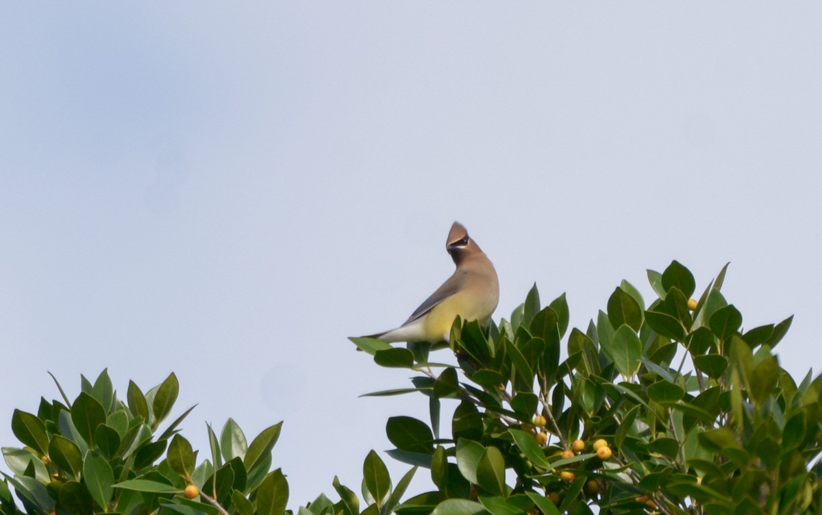 Cedar Waxwing - Luis Trinchan