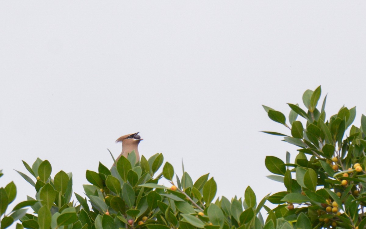 Cedar Waxwing - ML202205591