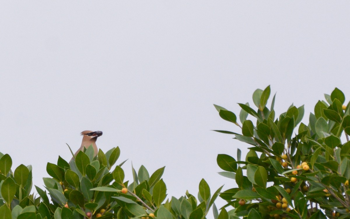 Cedar Waxwing - ML202205601