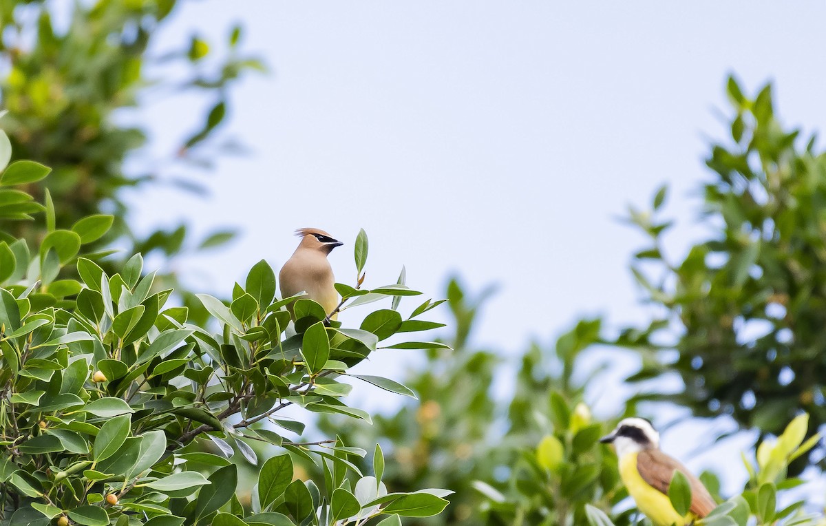 Cedar Waxwing - Rolando Tomas Pasos Pérez