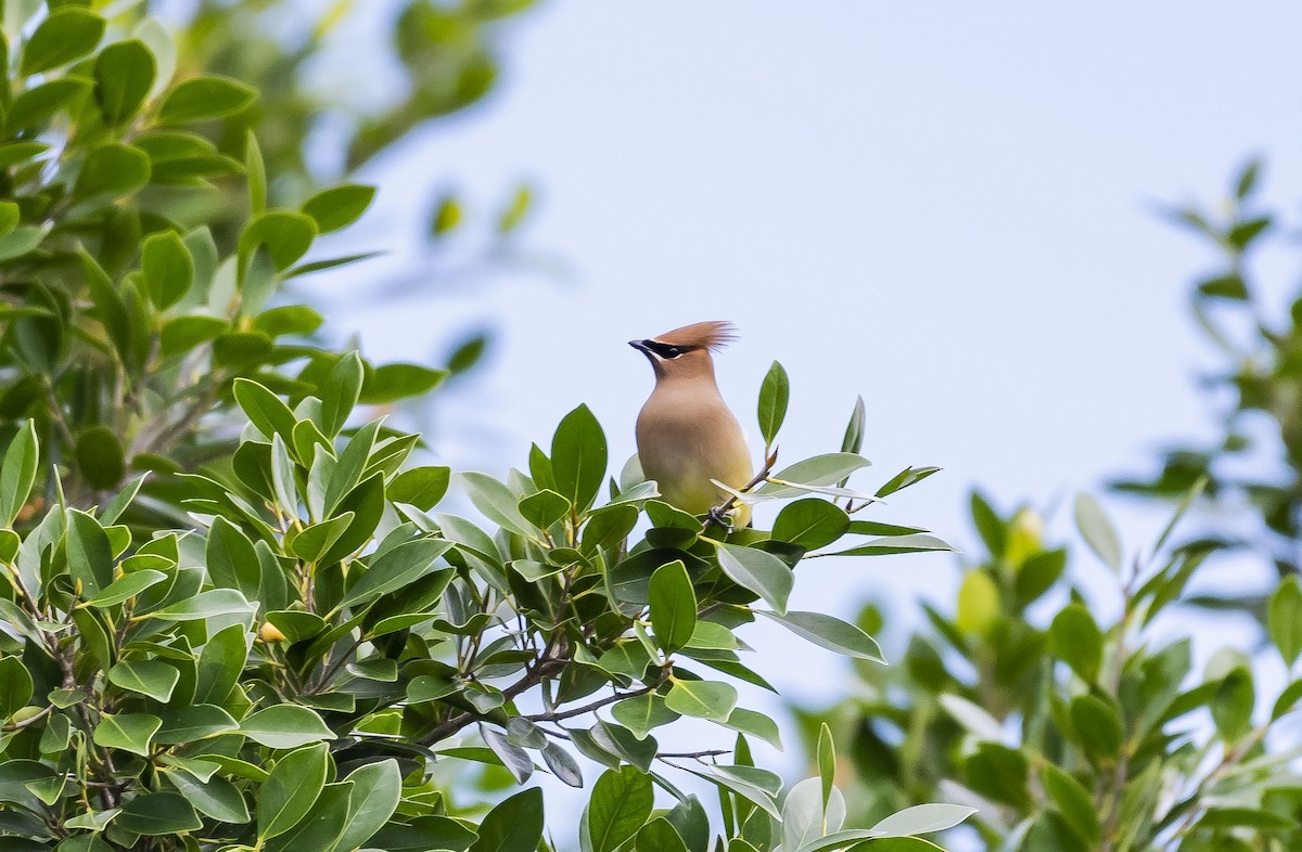 Cedar Waxwing - ML202205671