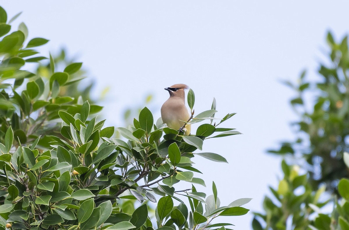 Cedar Waxwing - ML202205731