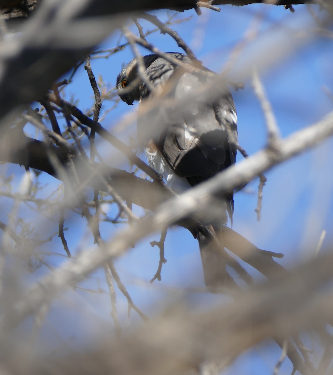 Sharp-shinned Hawk (Northern) - Carolyn Ohl, cc