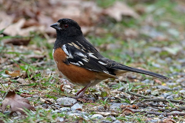 Spotted Towhee - ML202208491