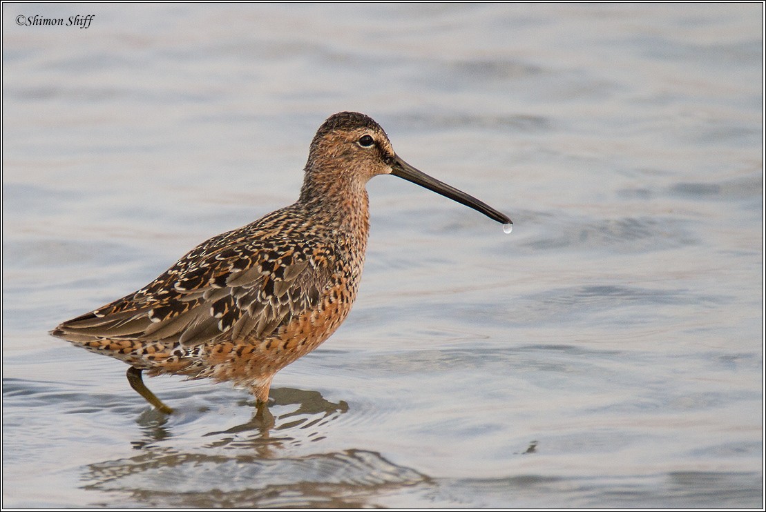 Long-billed Dowitcher - ML202209991
