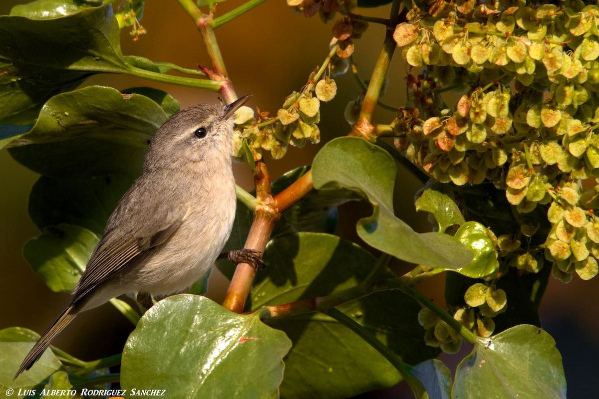 Canary Islands Chiffchaff - Luis Alberto rodriguez sanchez