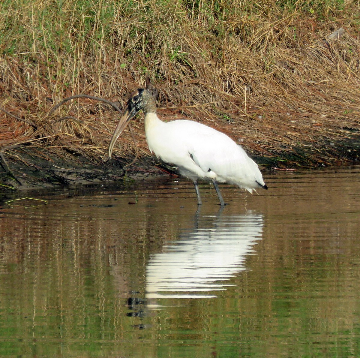 Wood Stork - ML202211011