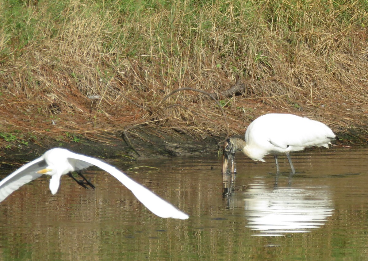 Wood Stork - ML202211041