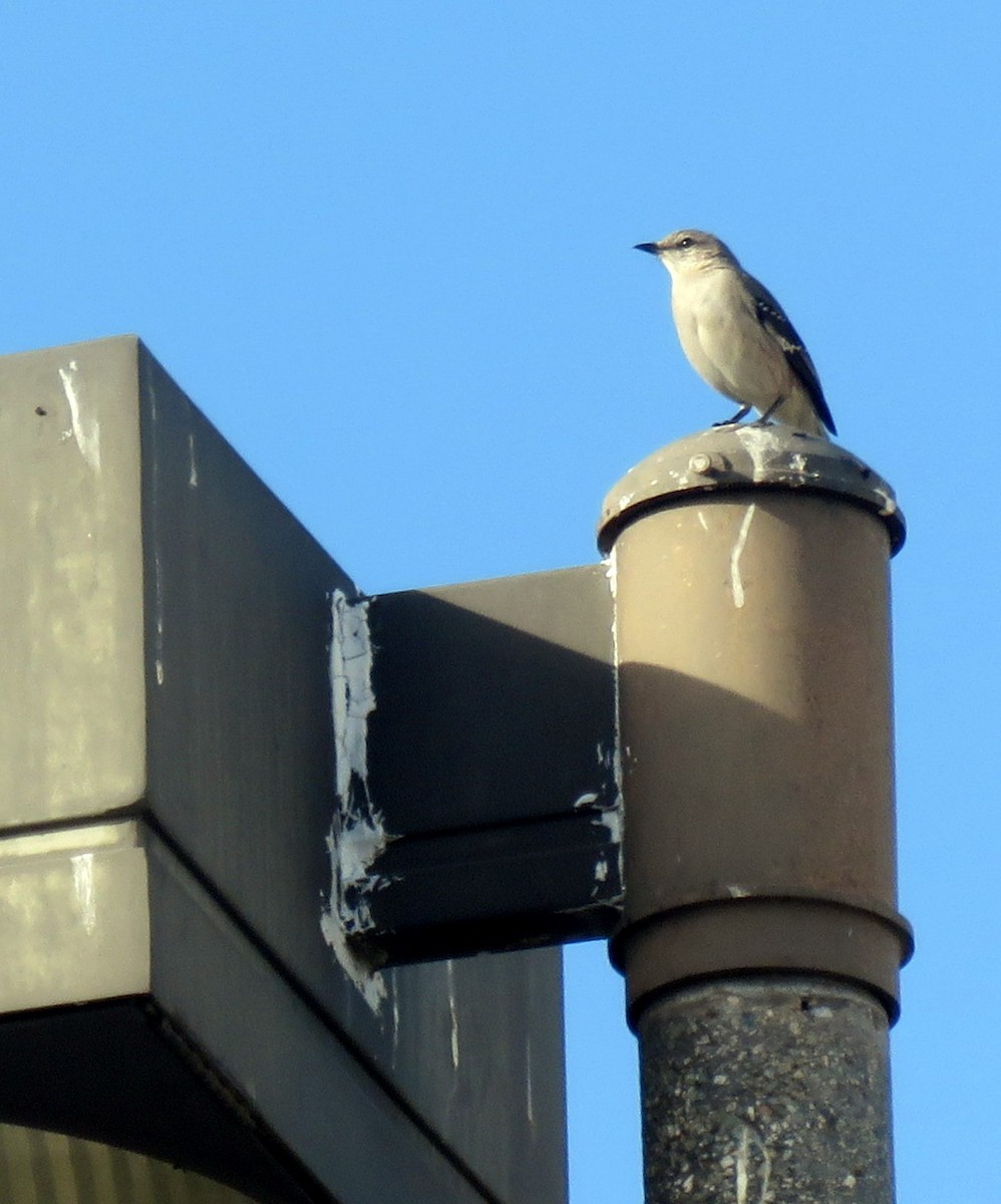 Northern Mockingbird - ML202211051