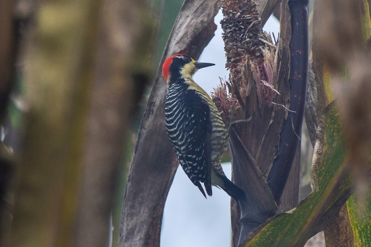 Black-cheeked Woodpecker - ML202211061