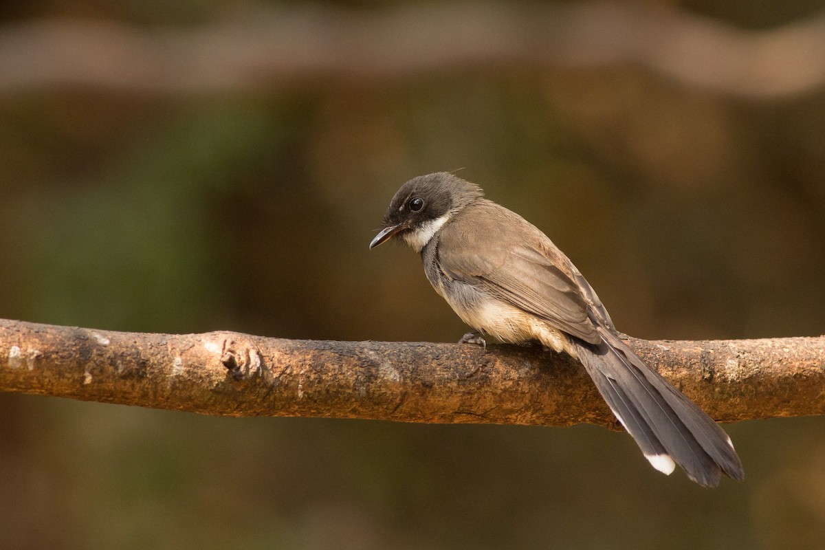 Malaysian Pied-Fantail - ML202212251