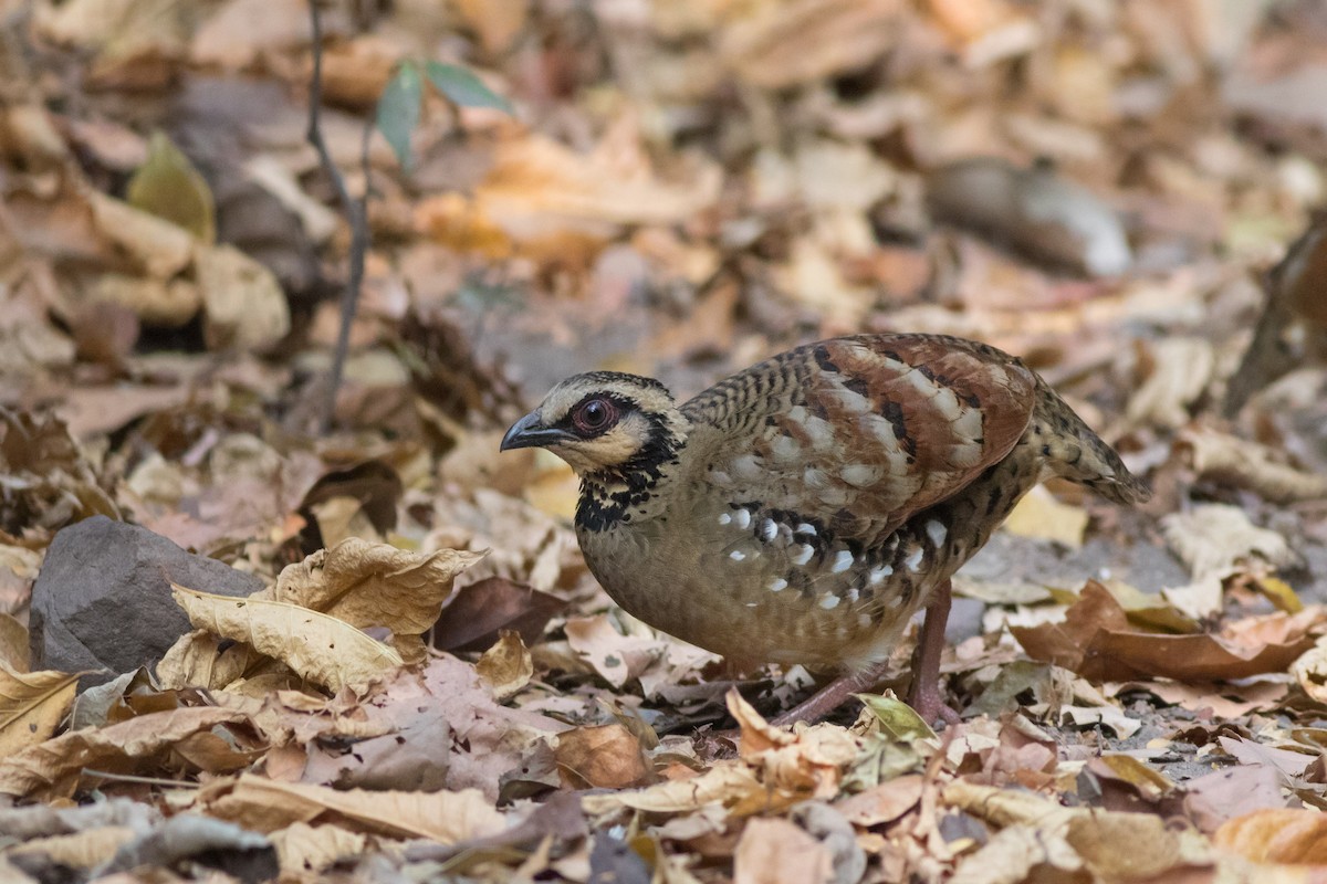 Bar-backed Partridge - Andreas Boe
