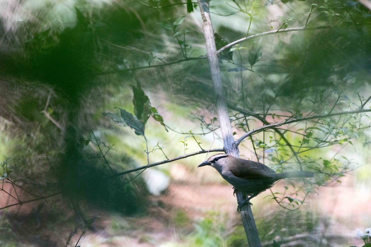 Kaptschagra - ML202212881