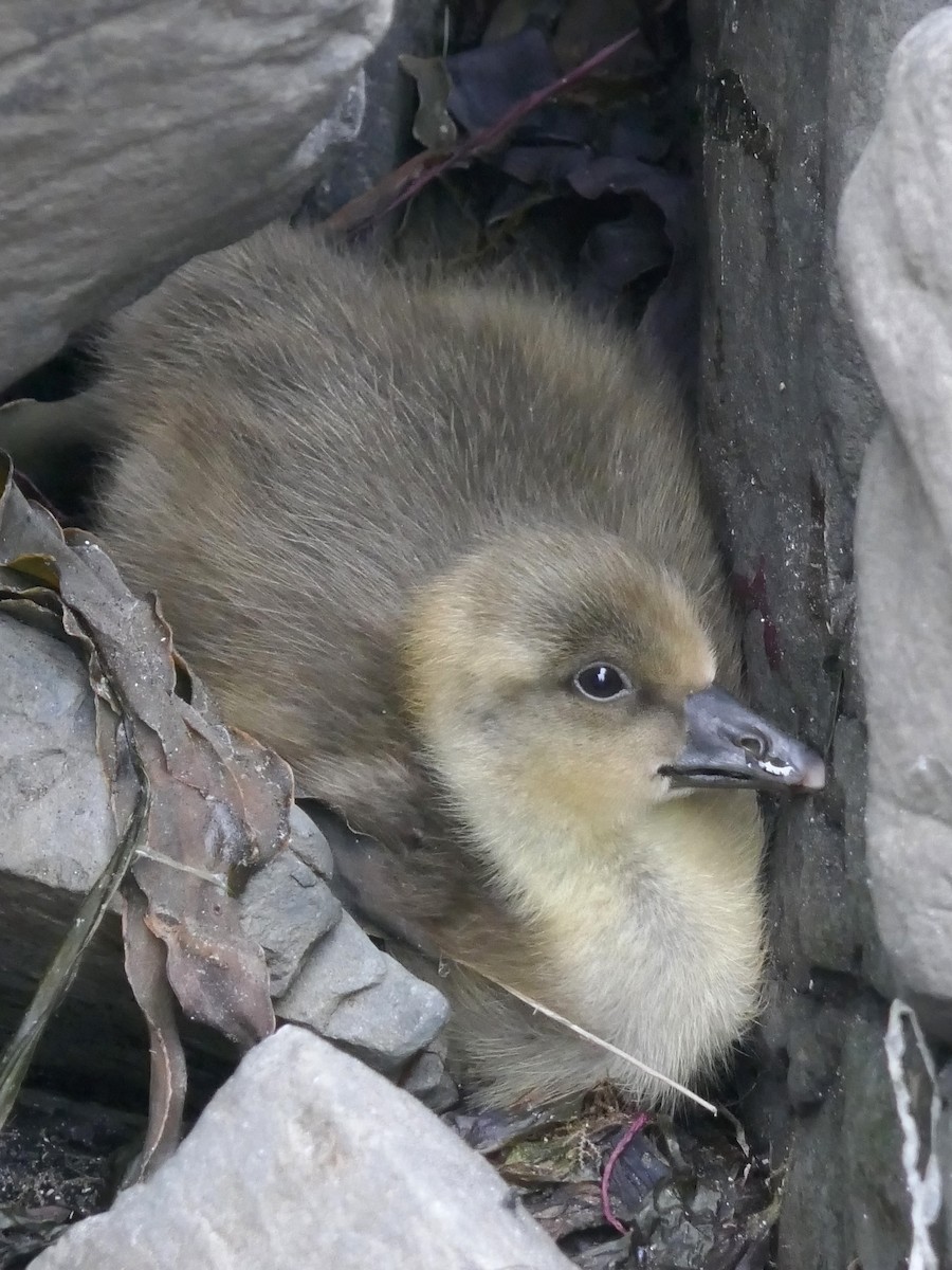 Graylag Goose - ML202213051