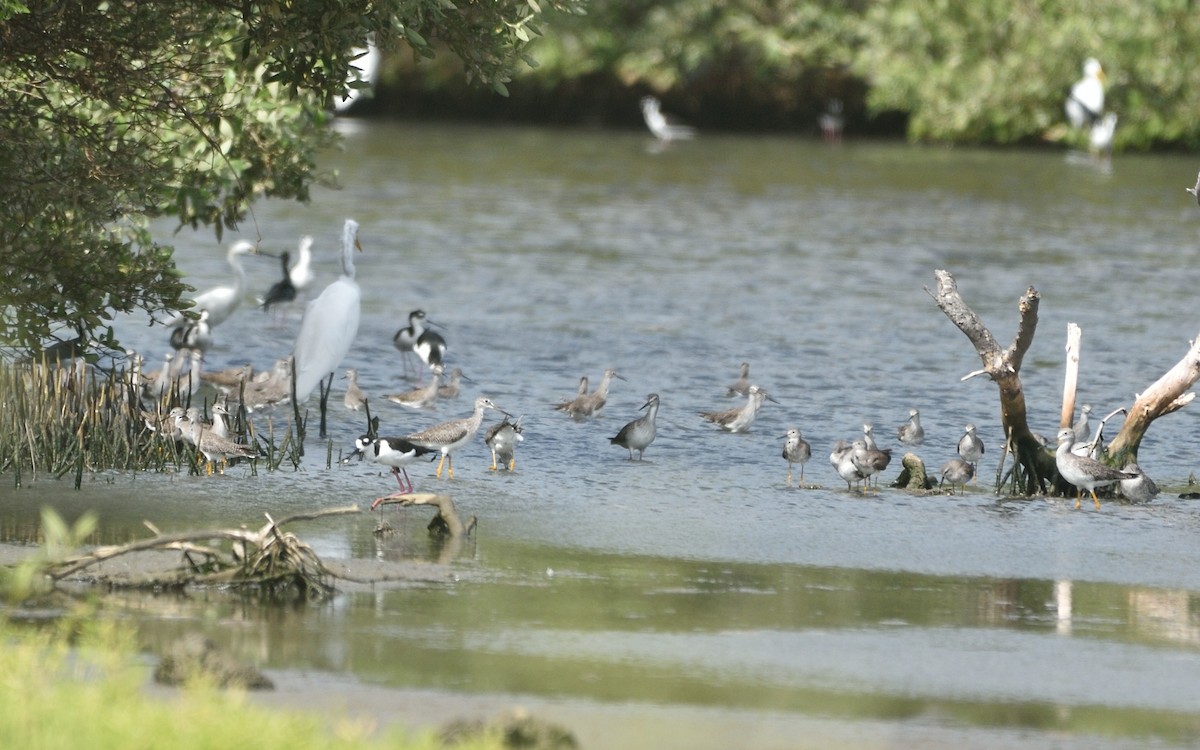 Greater Yellowlegs - ML202213061