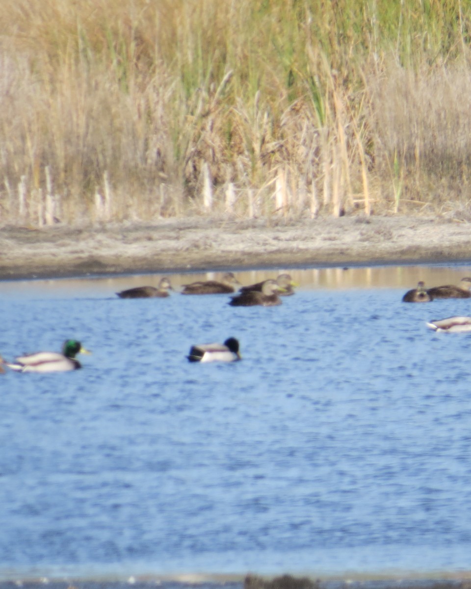 American Black Duck - Don Morrow