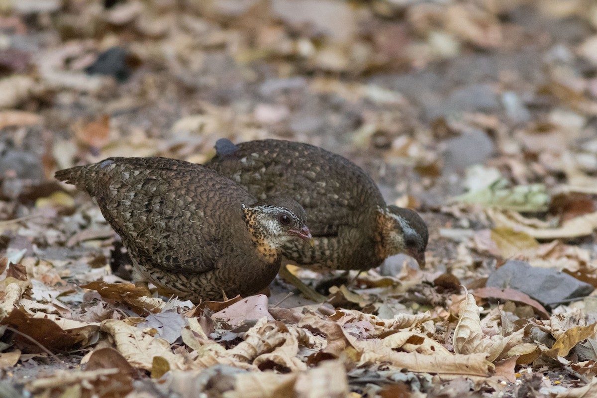 Scaly-breasted Partridge - Andreas Boe