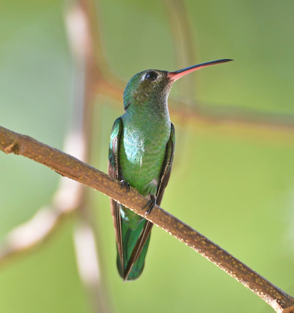 Green-tailed Goldenthroat - ML202213811