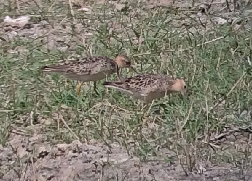 Buff-breasted Sandpiper - ML20221401