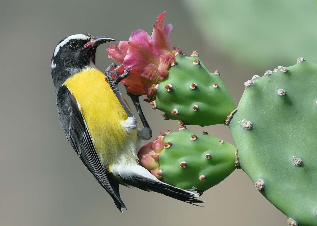 Bananaquit - Michiel Oversteegen