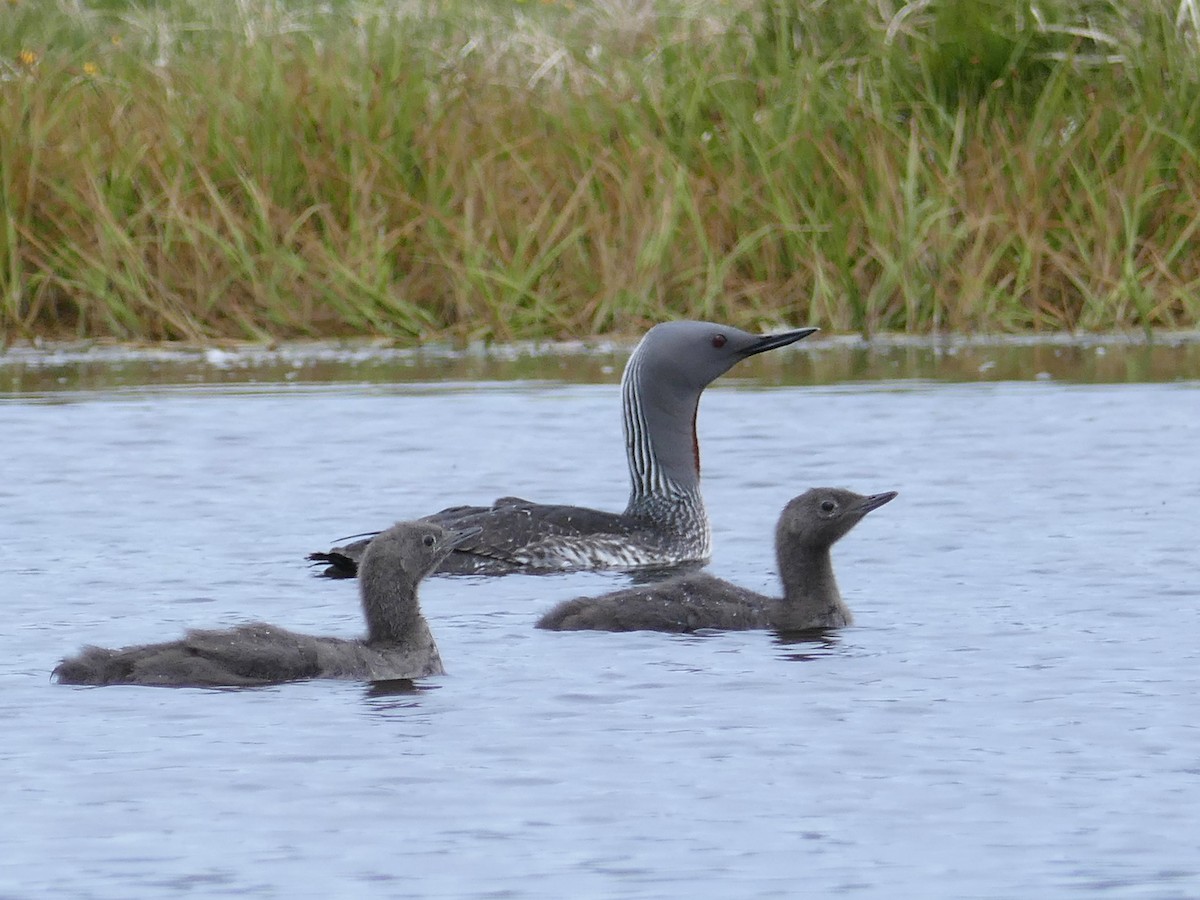 Red-throated Loon - ML202214421