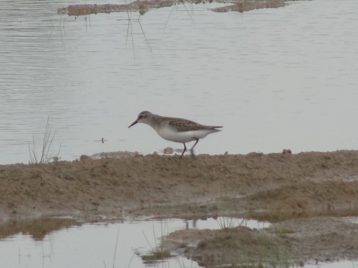 Semipalmated Sandpiper - ML20221581