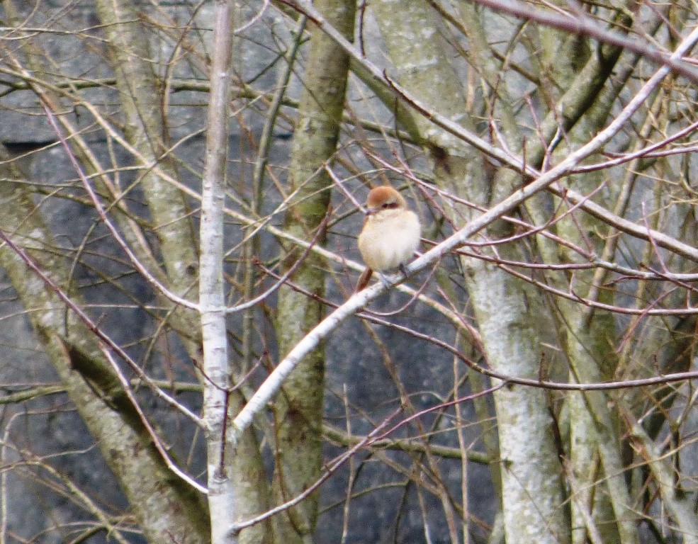 Brown Shrike - Manuel Rodriguez Gonzalez