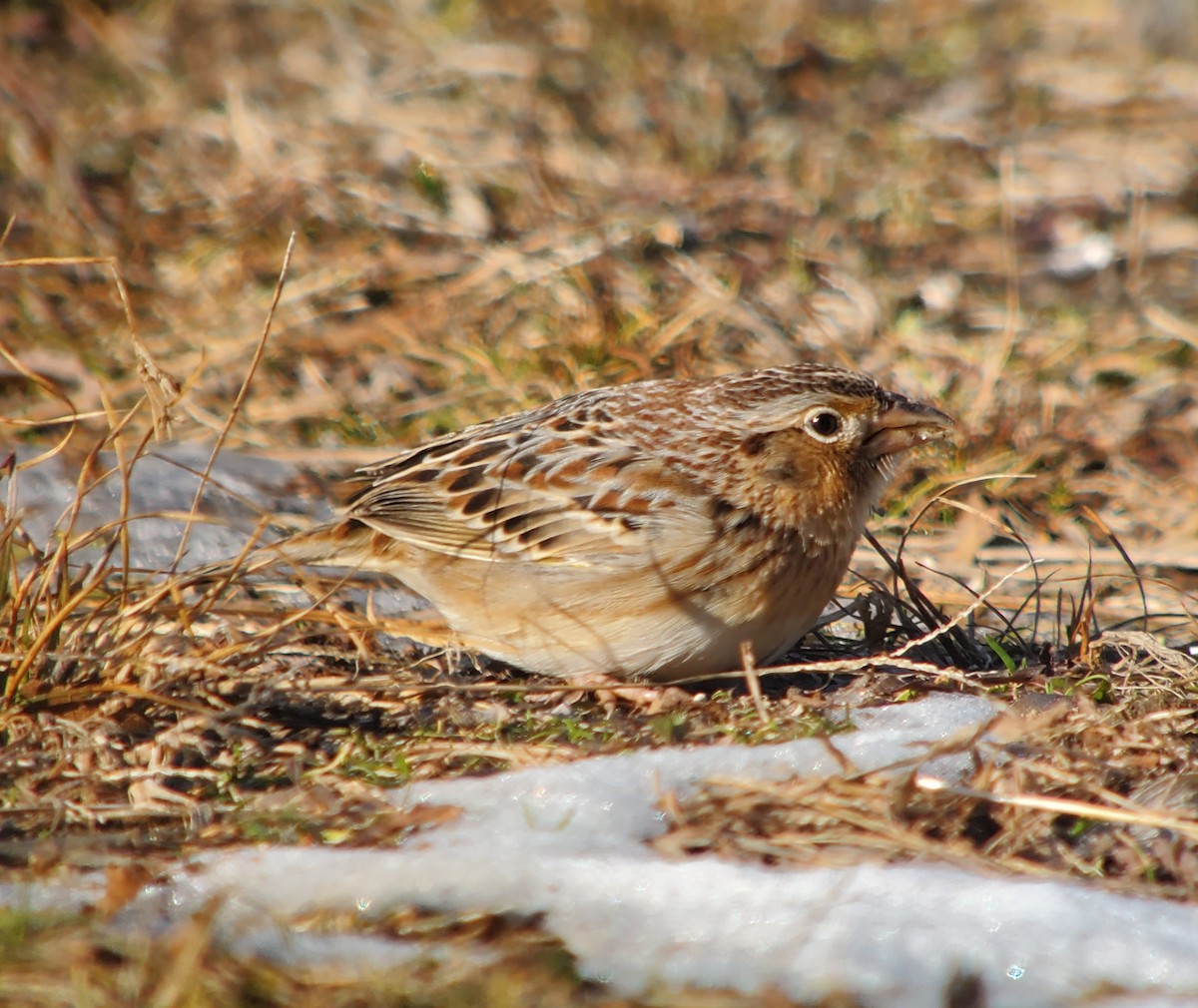 Grasshopper Sparrow - ML202217111