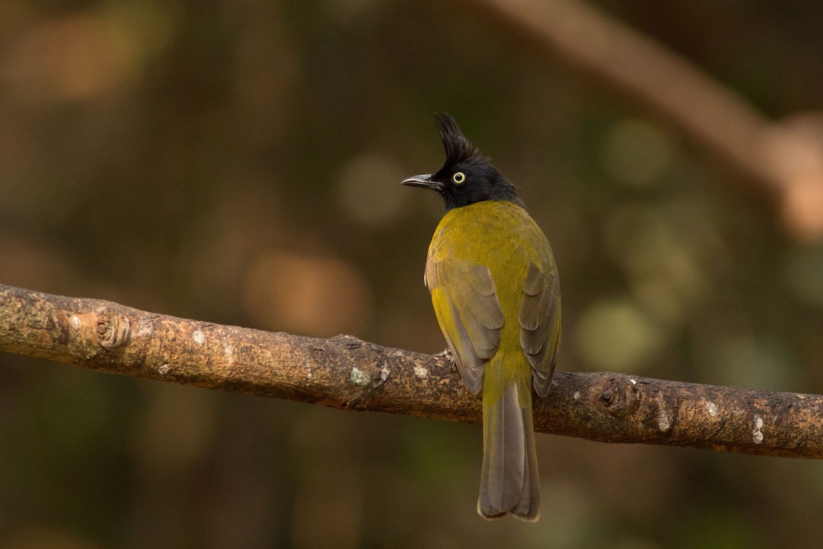 Black-crested Bulbul - Andreas Boe