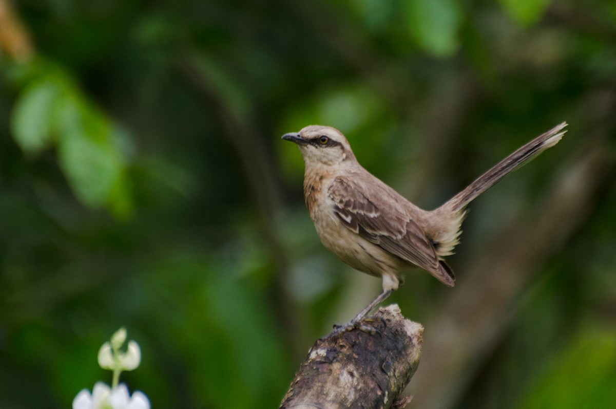 Chalk-browed Mockingbird - ML202217911