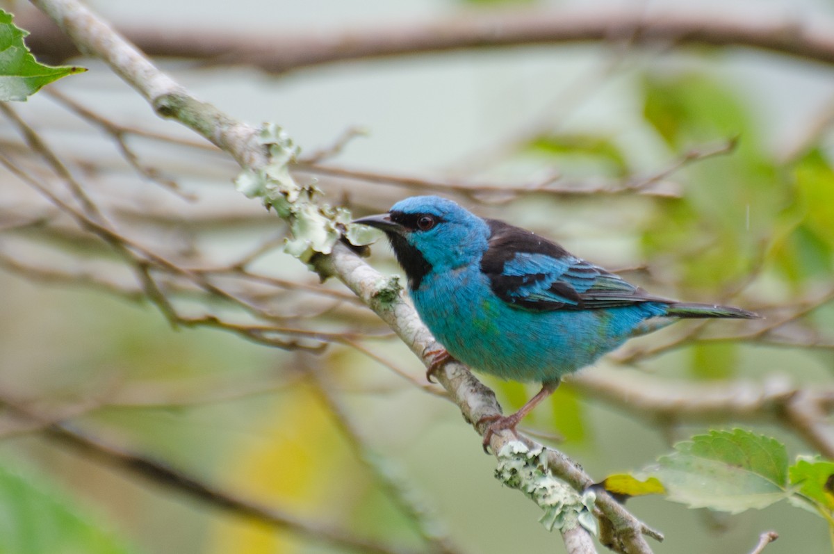 Blue Dacnis - Marcos Eugênio (Birding Guide)