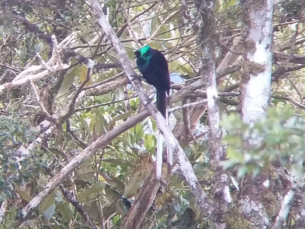 Ribbon-tailed Astrapia - Tim Robinson