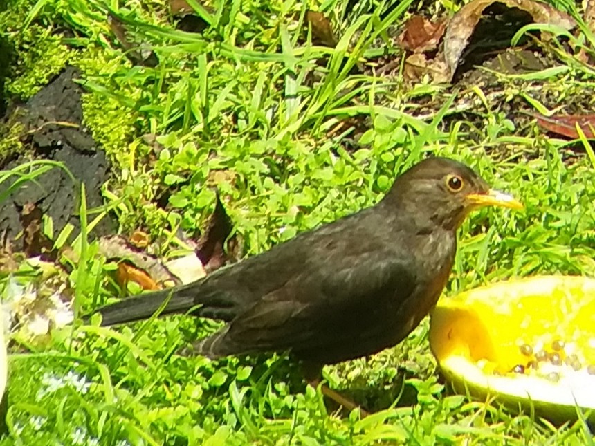 Island Thrush - Tim Robinson