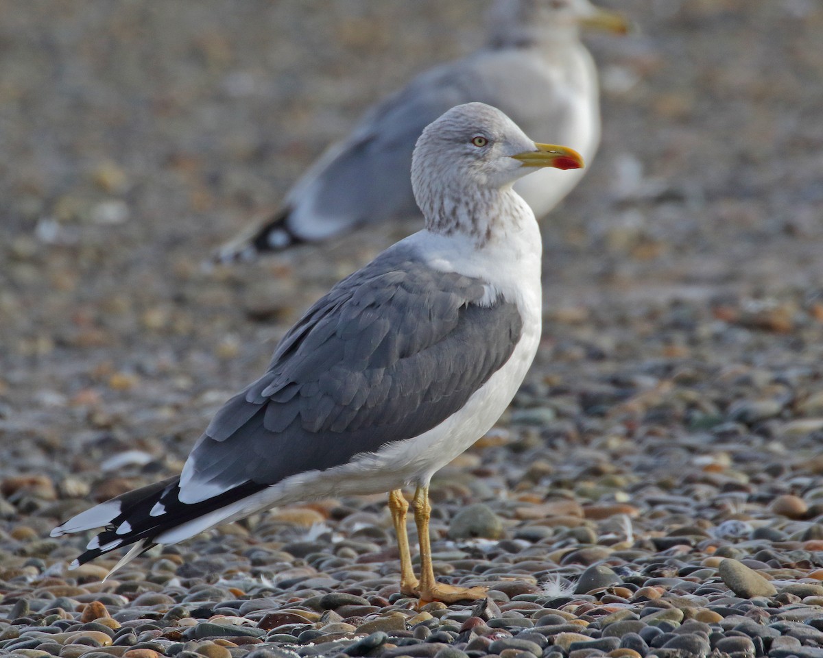 Lesser Black-backed Gull - Keith Carlson