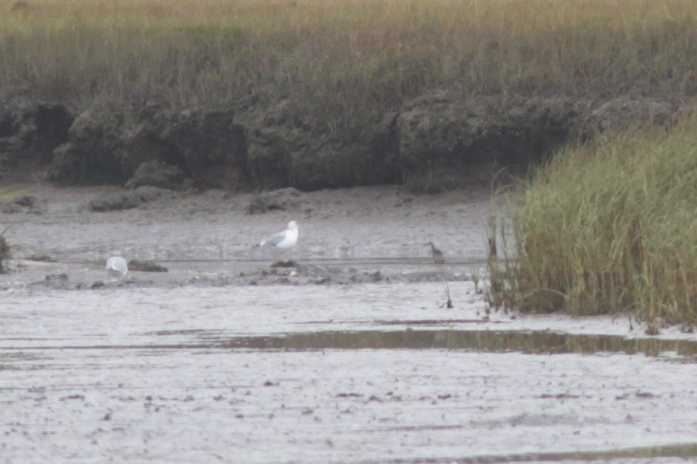 Clapper Rail - ML20222161