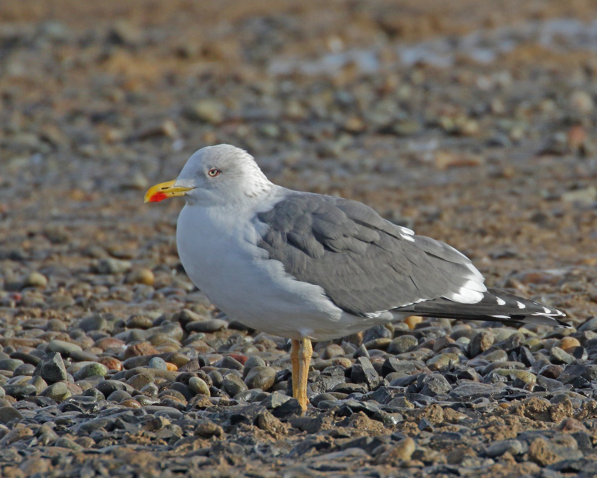 Lesser Black-backed Gull - Keith Carlson