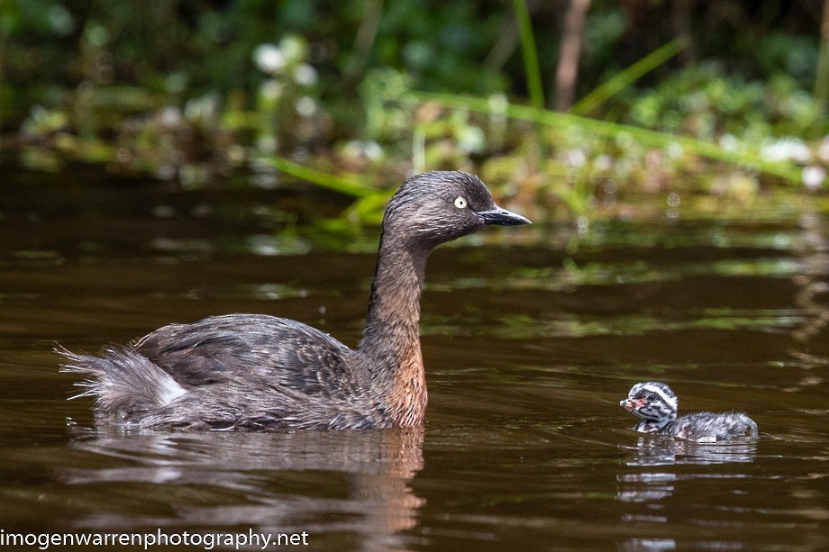 New Zealand Grebe - ML202222501