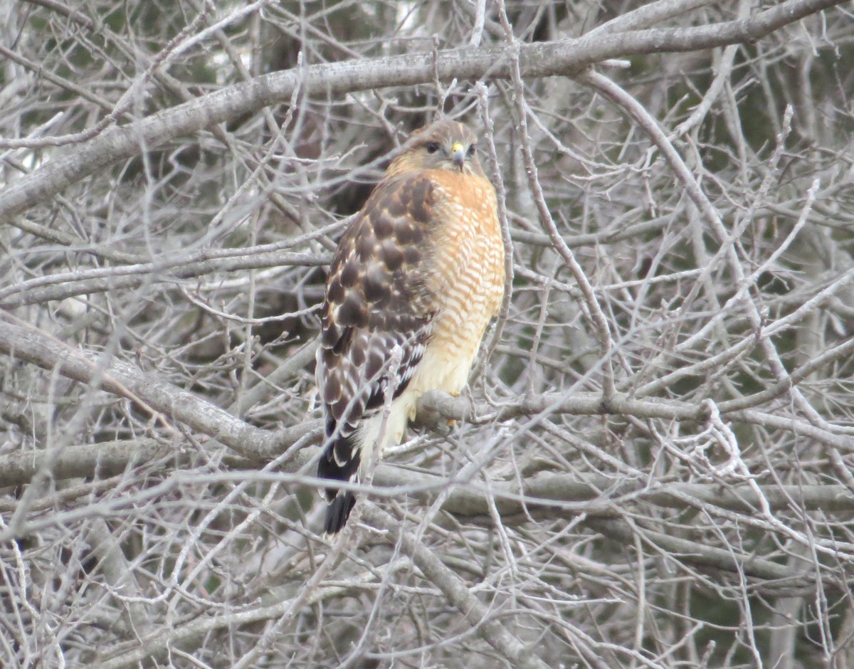 Red-shouldered Hawk - Bill Rowe