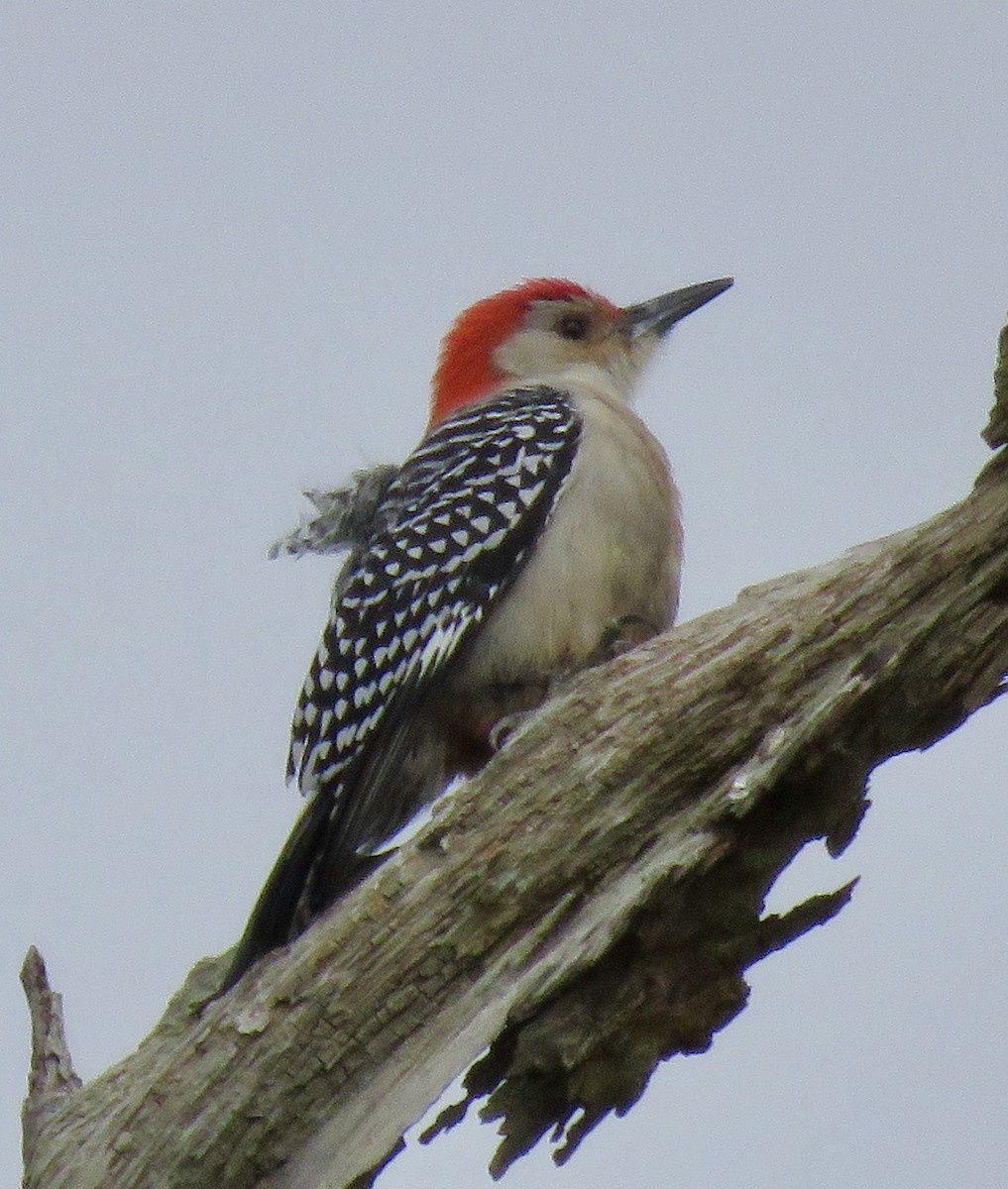Red-bellied Woodpecker - Don Glasco