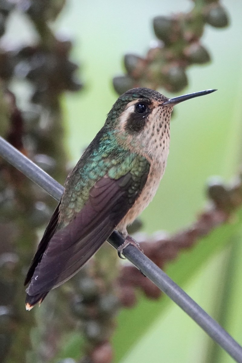 Speckled Hummingbird - Leslie Gillette