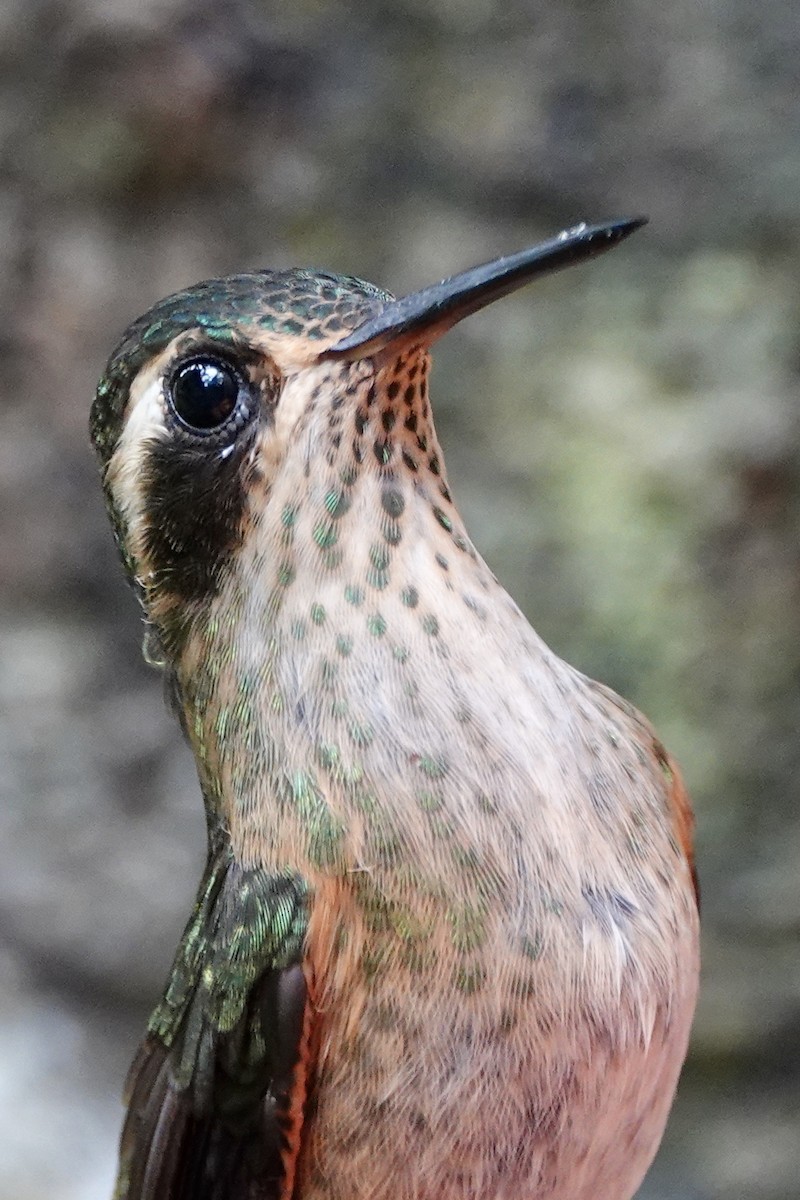 Speckled Hummingbird - Leslie Gillette