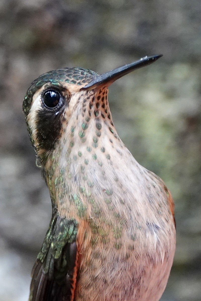 Colibrí Jaspeado - ML202225271