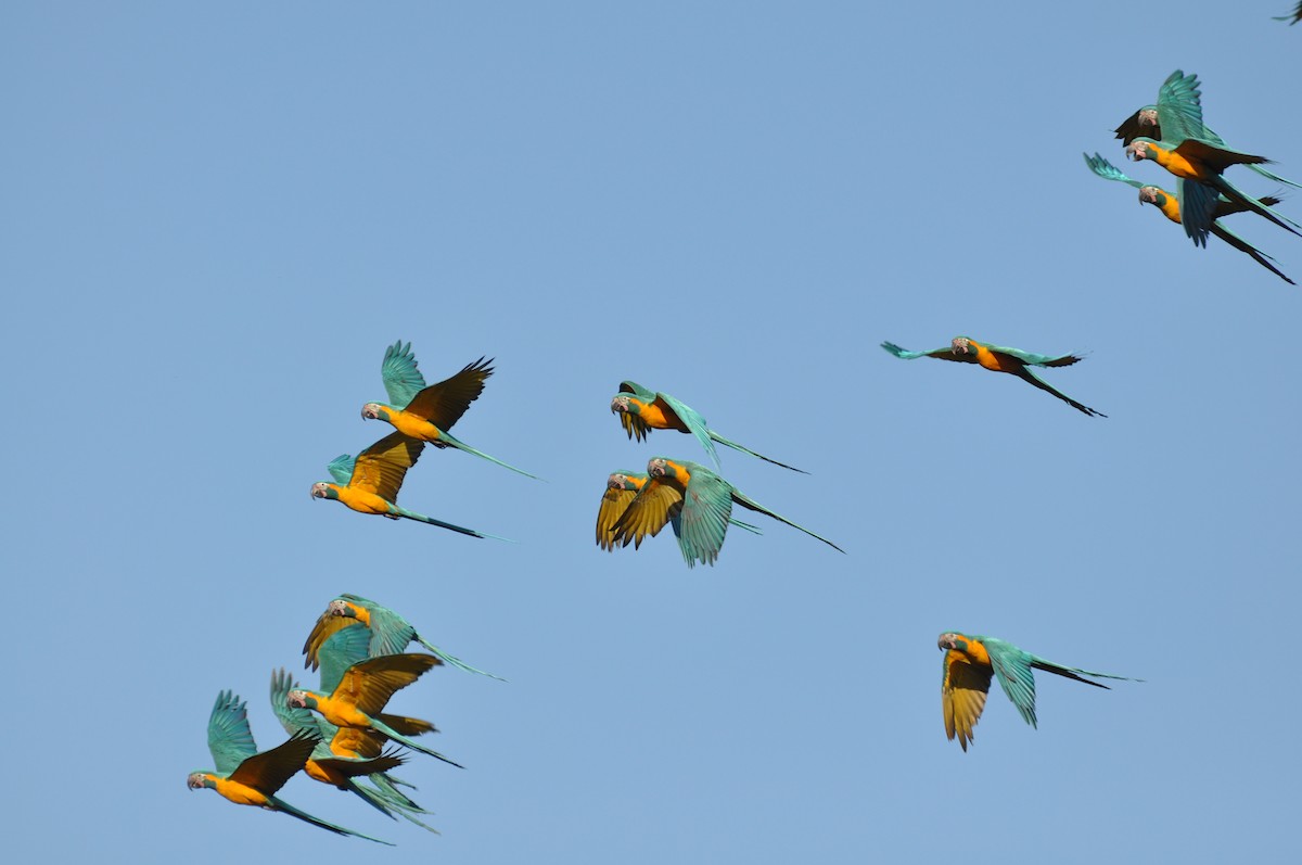 金剛インコ アオキコンゴウインコ - eBird