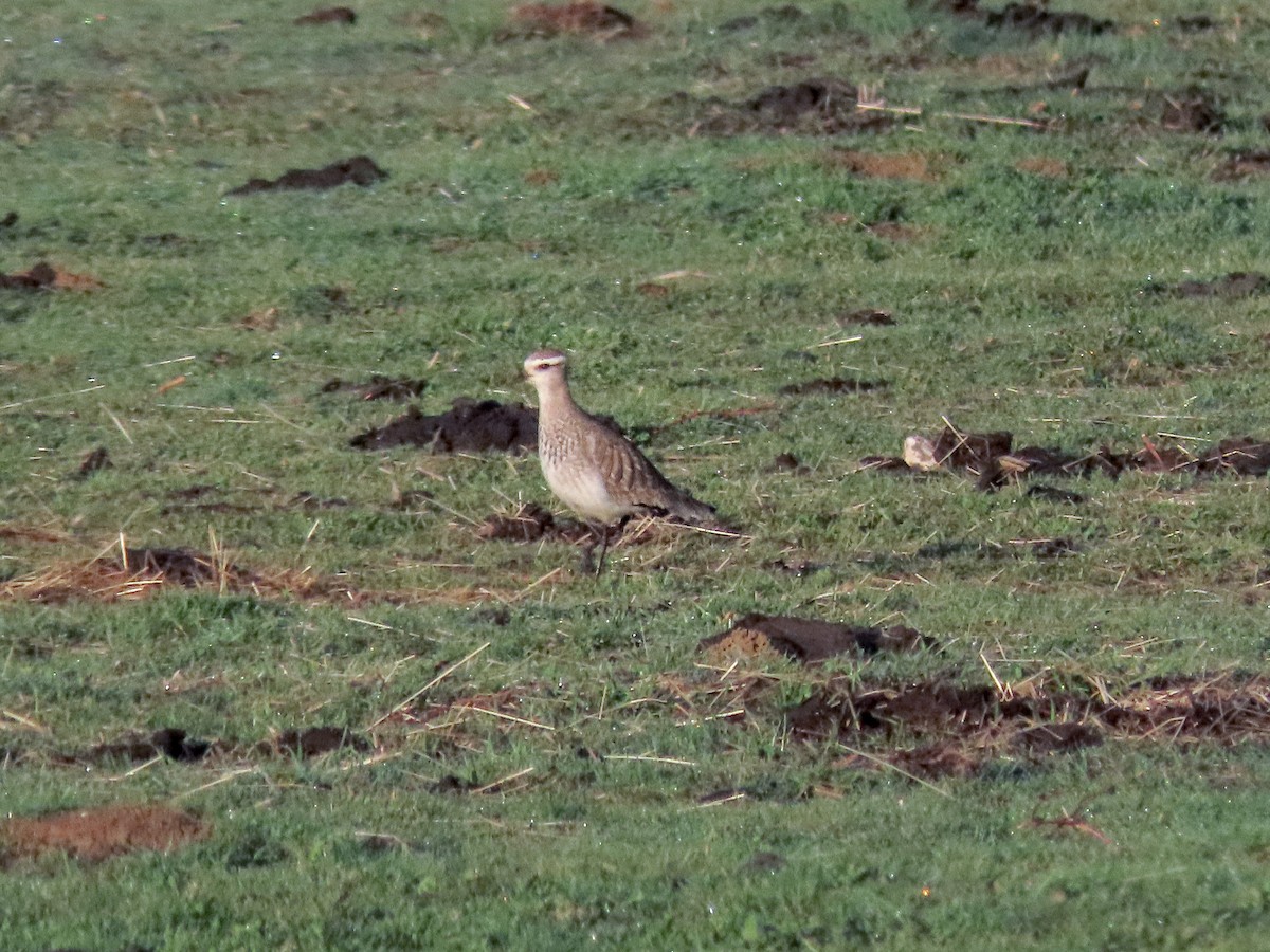 Sociable Lapwing - ML202225941