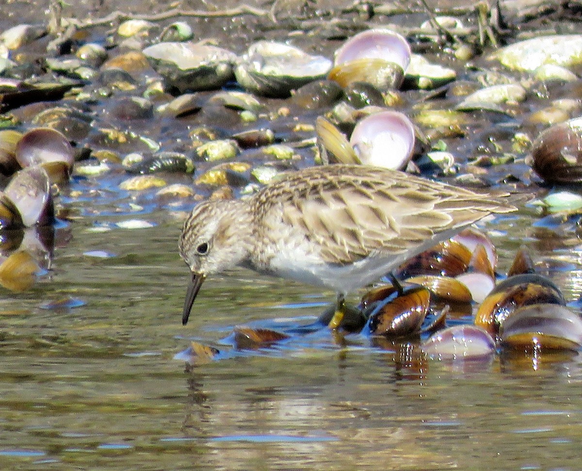 Least Sandpiper - Elizabeth Skakoon