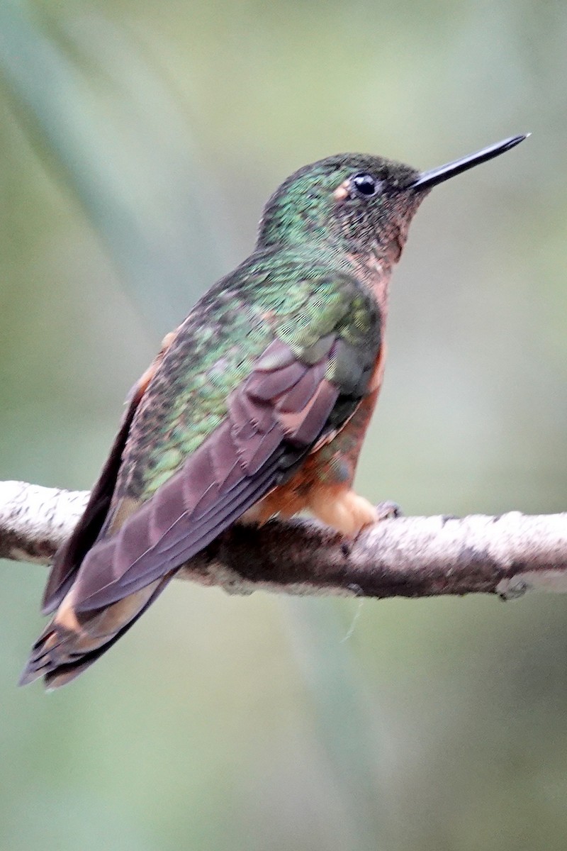Rufous-booted Racket-tail - ML202227421