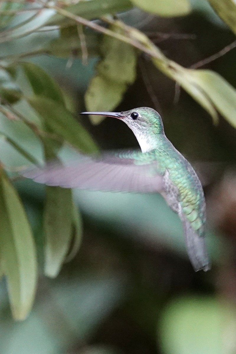 Green-and-white Hummingbird - ML202227501