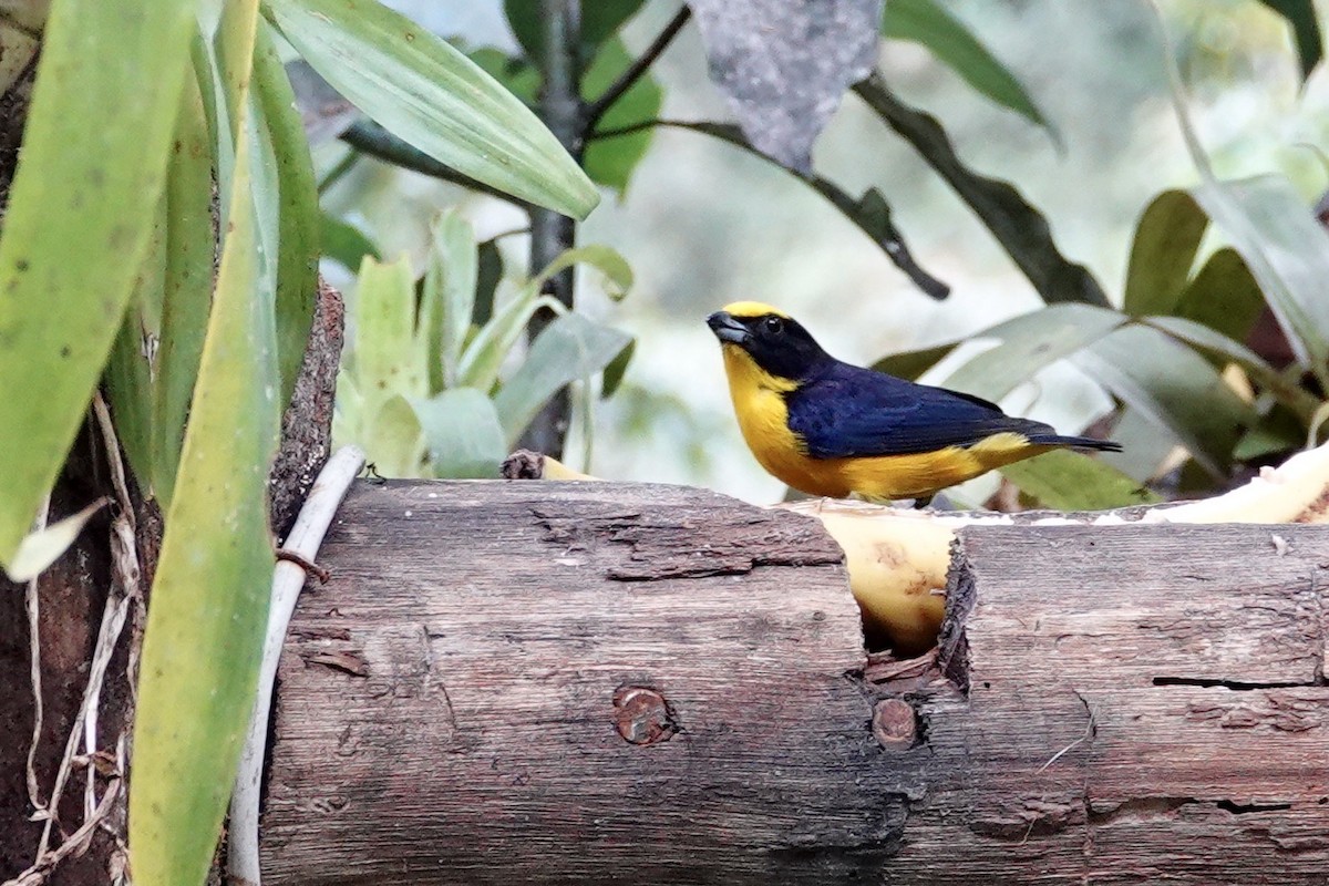 Thick-billed Euphonia - Leslie Gillette