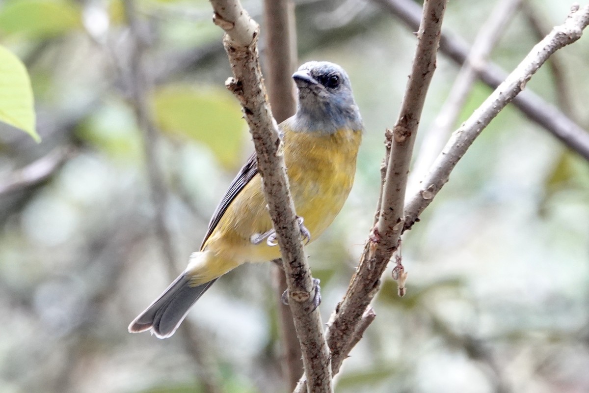 Blue-and-yellow Tanager - ML202227951