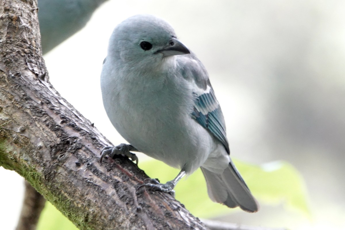 Blue-gray Tanager - ML202228001